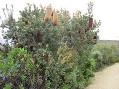 Banksia praemorsa