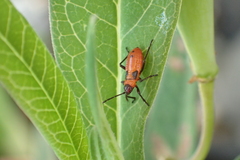 Oncopeltus fasciatus