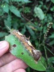 Morpho helenor montezuma