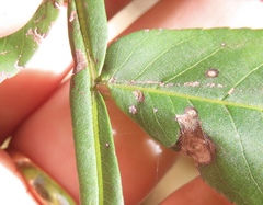 Pterocarya stenoptera