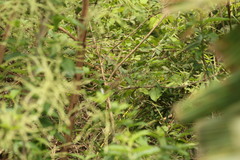 Hylophilus amaurocephalus