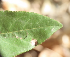 Pterocarya stenoptera