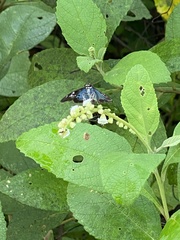 Quadrus cerialis