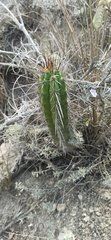 Borzicactus sepium