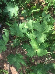 Cnidoscolus maculatus