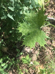 Cnidoscolus maculatus