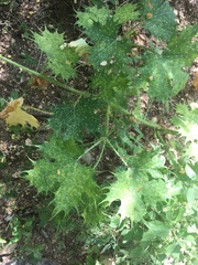 Cnidoscolus maculatus