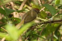 Hylophilus amaurocephalus