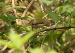 Hylophilus amaurocephalus