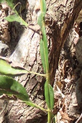 Pterocarya stenoptera