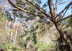 Pterocarya stenoptera