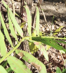 Pterocarya stenoptera