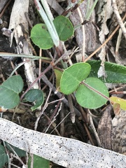 Platylobium obtusangulum