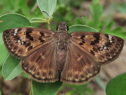 Horace's Duskywing, photo 5 of 7