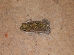 Rhinella major