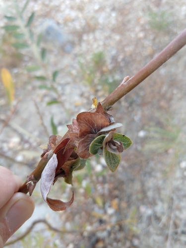 Willow Rosette Gall Midge photo 5