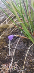 Patersonia occidentalis