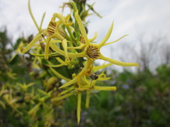 Anthocercis littorea