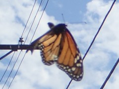 Danaus plexippus