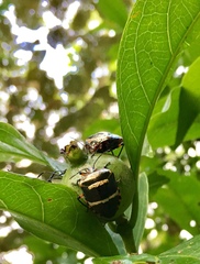 Pharypia nitidiventris