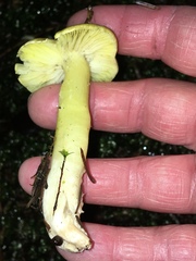 Tricholoma arvernense