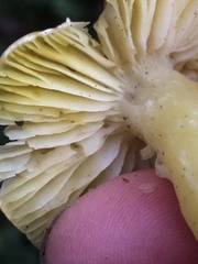 Tricholoma arvernense