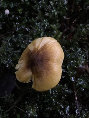 Tricholoma arvernense