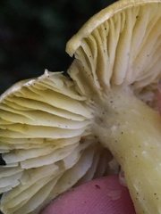 Tricholoma arvernense