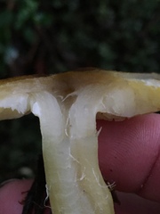 Tricholoma arvernense