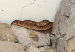 Trimorphodon paucimaculatus