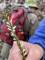 Epacris lanuginosa
