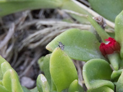 Spanagonicus albofasciatus