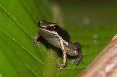 Allobates marchesianus