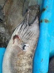 Muraena argus