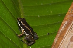 Allobates marchesianus
