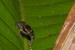 Allobates marchesianus