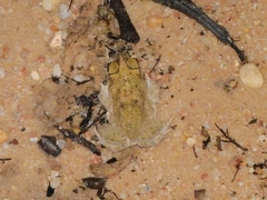 Rhinella major