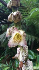 Vriesea