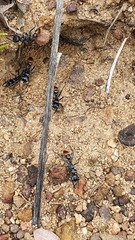 Myrmecia mandibularis