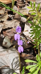 Stylidium pritzelianum
