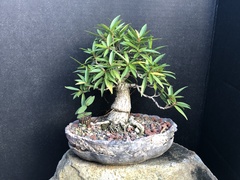 Ficus neriifolia