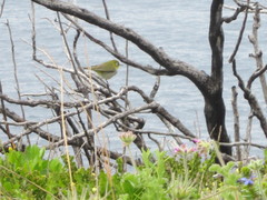 Zosterops lateralis chloronotus