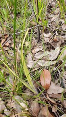 Caladenia pholcoidea
