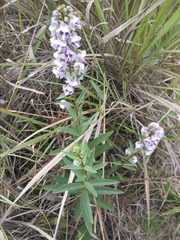 Angelonia integerrima