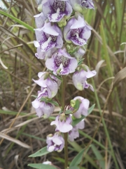 Angelonia integerrima