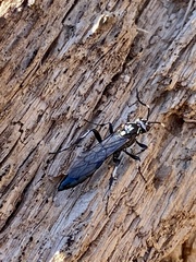 Orgichneumon calcatorius