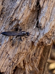 Orgichneumon calcatorius