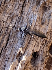 Orgichneumon calcatorius