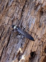 Orgichneumon calcatorius