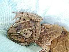 Lithobates
